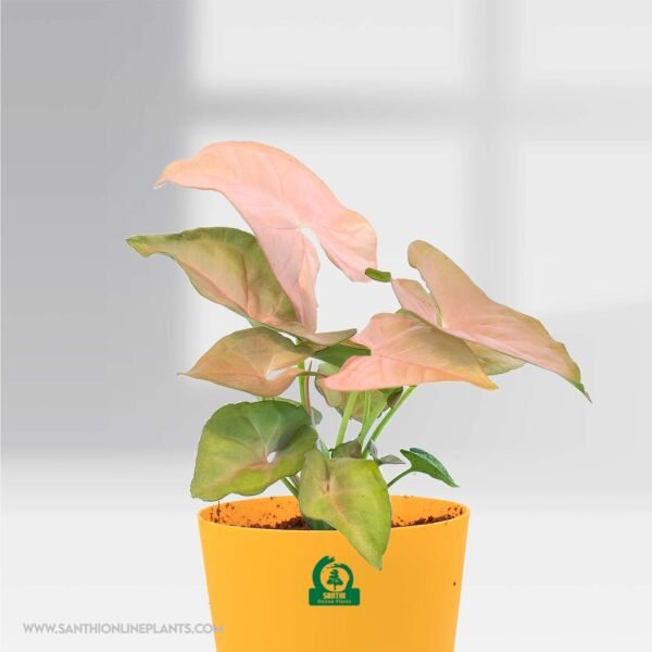 Syngonium Pink Perfection Pot Plant