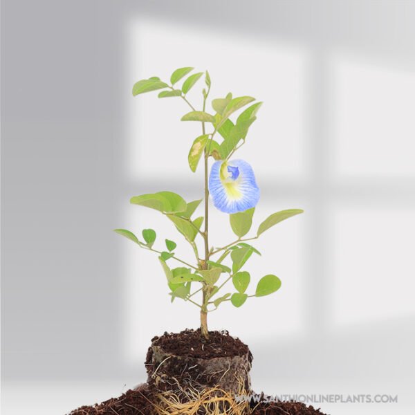 Clitoria Sky Blue