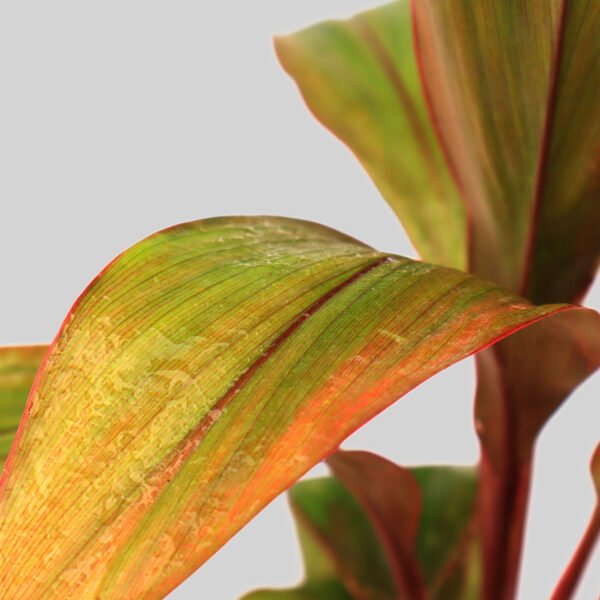 Cordyline Early Morning Sunshine Pot Plant