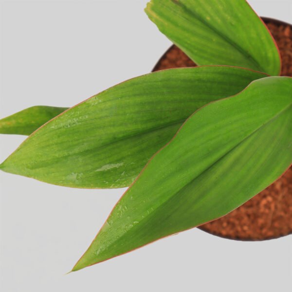 Cordyline Stricta Pot Plant