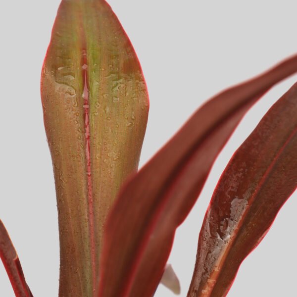 Cordyline Slimjim Pot Plant