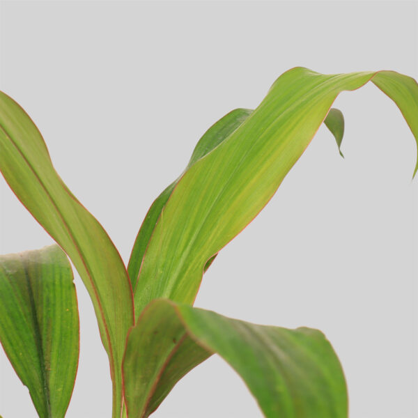 Cordyline Hilo Rainbow Pot Plant