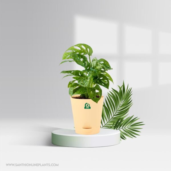 Philodendron broken heart pot plant