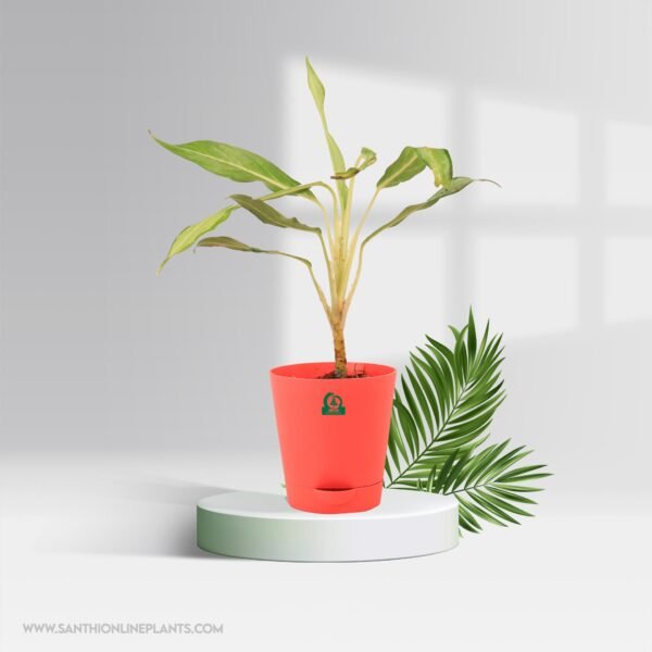 Aglaonema Cutlass Pot Plant
