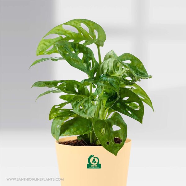 Philodendron broken heart pot plant