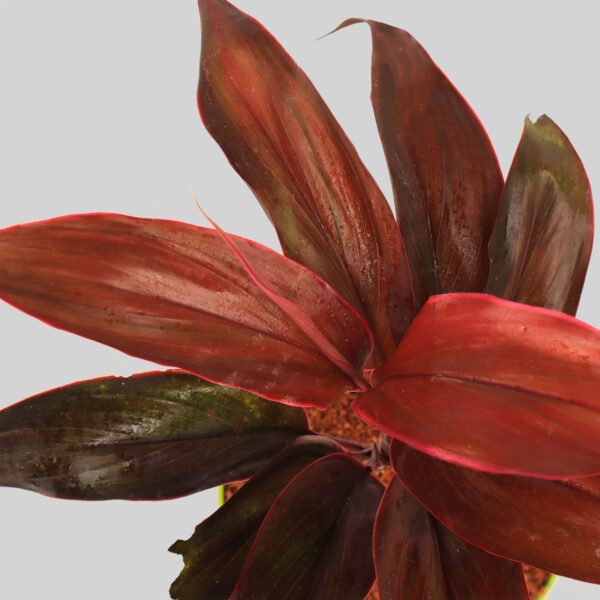Cordyline Mambo Pot Plant
