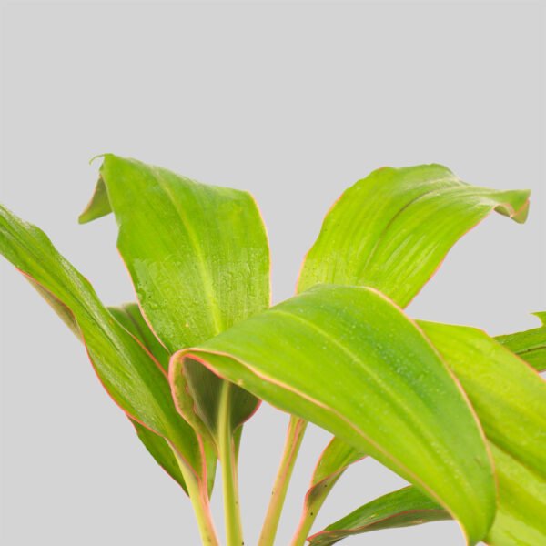 Cordyline bolero bicolor Pot Plant