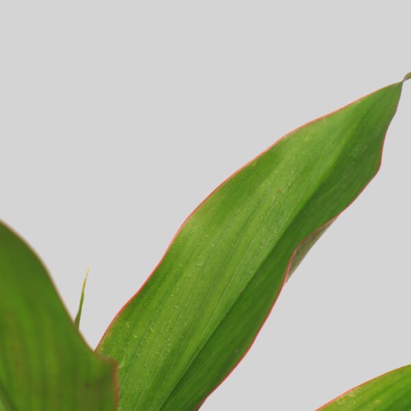 Cordyline Stricta Pot Plant