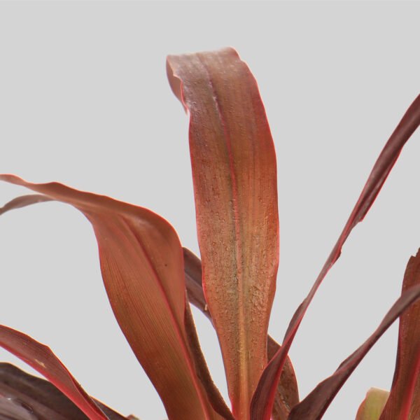 Cordyline Slimjim Pot Plant