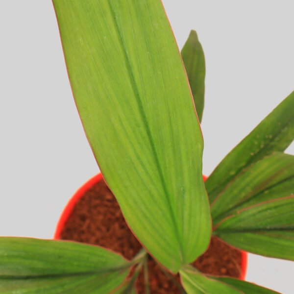 Cordyline Hilo Rainbow Pot Plant