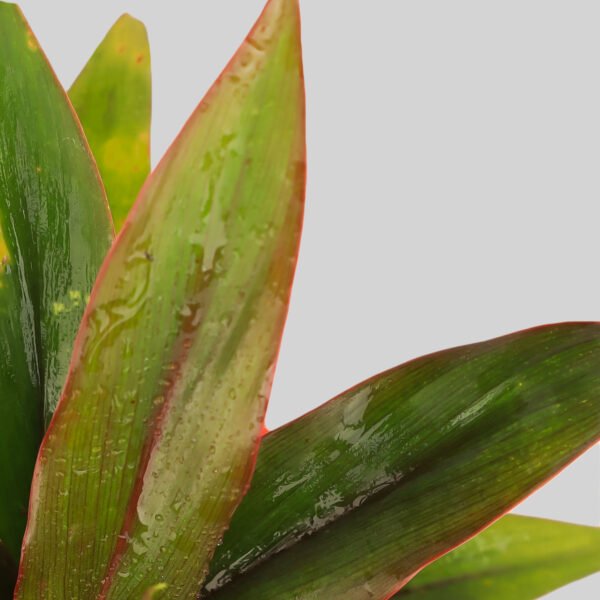 Cordyline Dwarf Ti Pot Plant