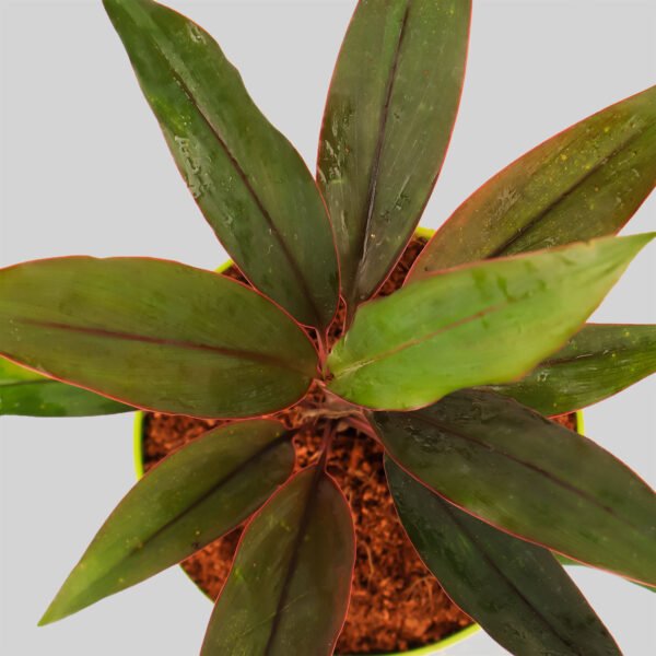 Cordyline congesta Pot Plant