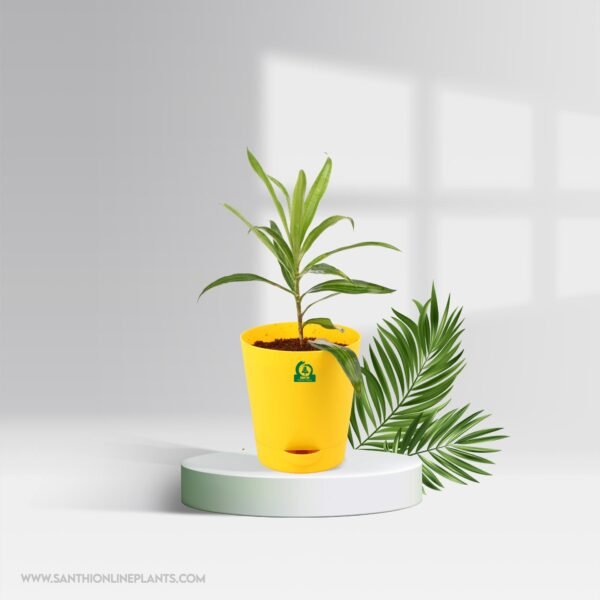 Song Of India Green Variegated Pot Plant