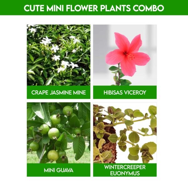Cute mini flower plants combo