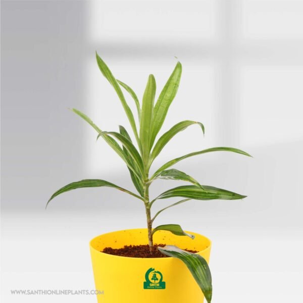 Song Of India Green Variegated Pot Plant