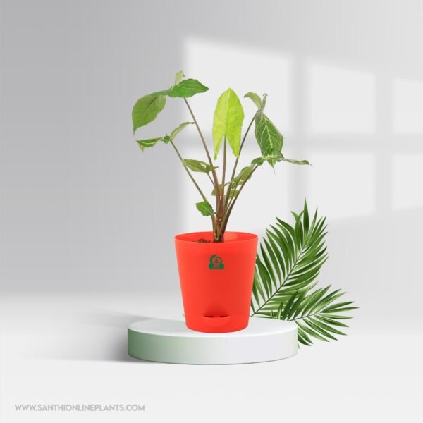Syngonium Green Gold Pot Plant