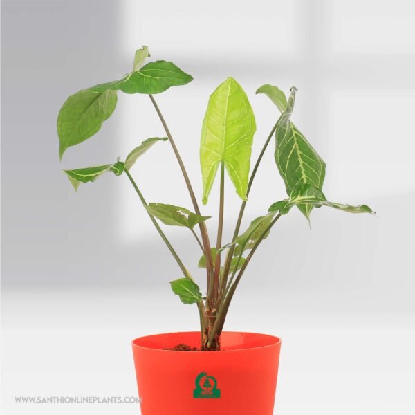 Syngonium Green Gold Pot Plant