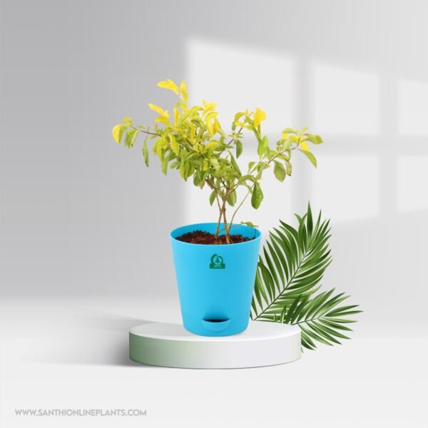 Duranta Gold Pot Plant