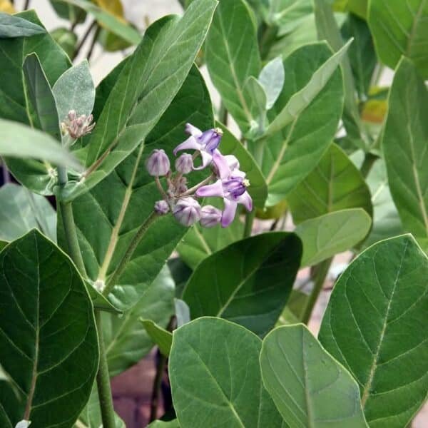 Erukkam leaves