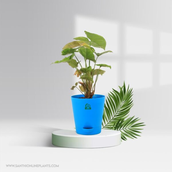 Arrowhead Syngonium Pot Plant