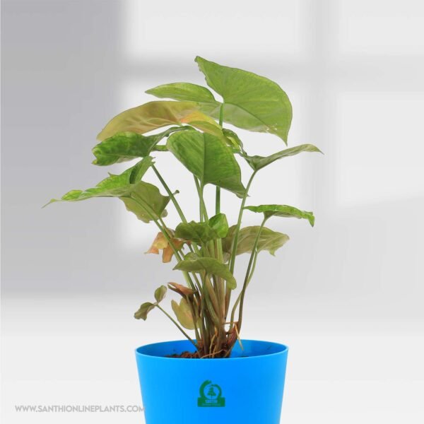 Arrowhead Syngonium Pot Plant