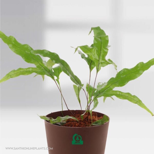 Monarch Fern Pot Plant