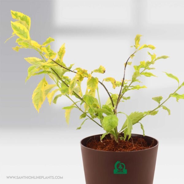 Variegated Duranta Pot Plant