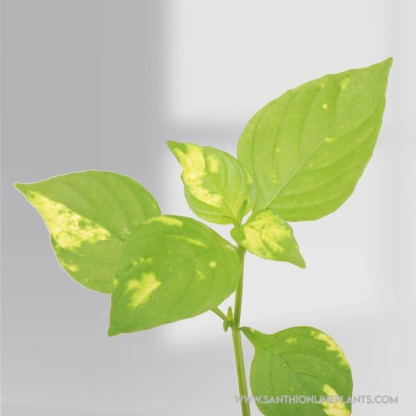Magenta yellow variegated
