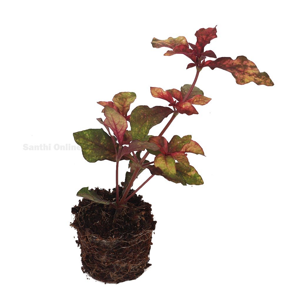 Ground Cover Plant