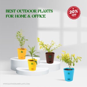 Best Outdoor Plants for Home & Office