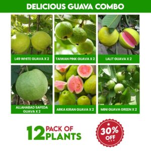 Delicious Guava Combo