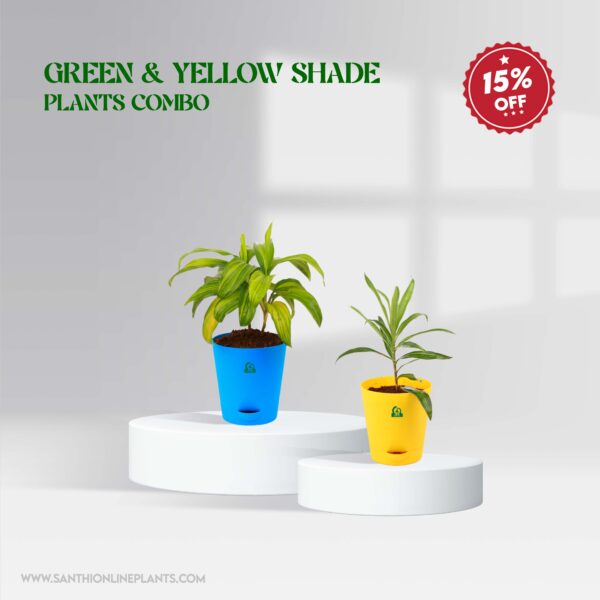 Green & Yellow Shade Plants Combo