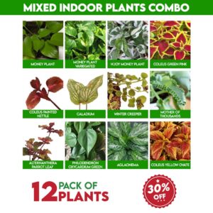 Mixed Indoor plants combo