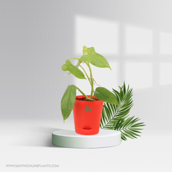 Philodendron Violin Pot Plant