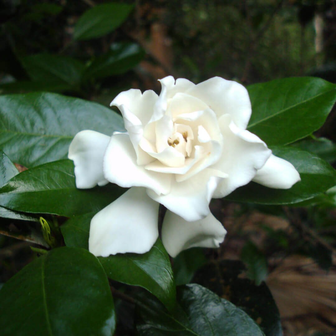 Parijatham Plant(Gardenia)