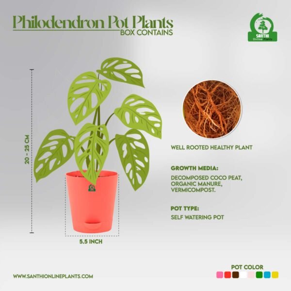 Philodendron broken heart pot plant