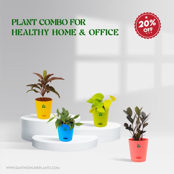 Plant Combo For Health Home-Office