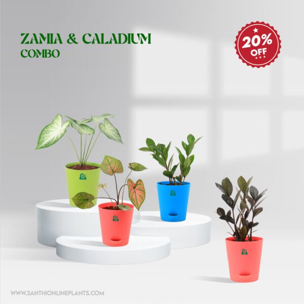 Zamia & Caladium Plant Combo