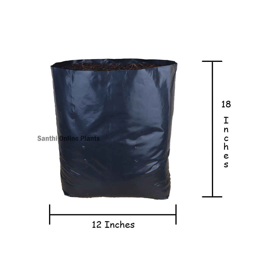 Black Grow Bag