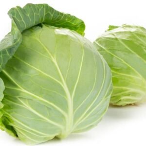 Cabbage Plant