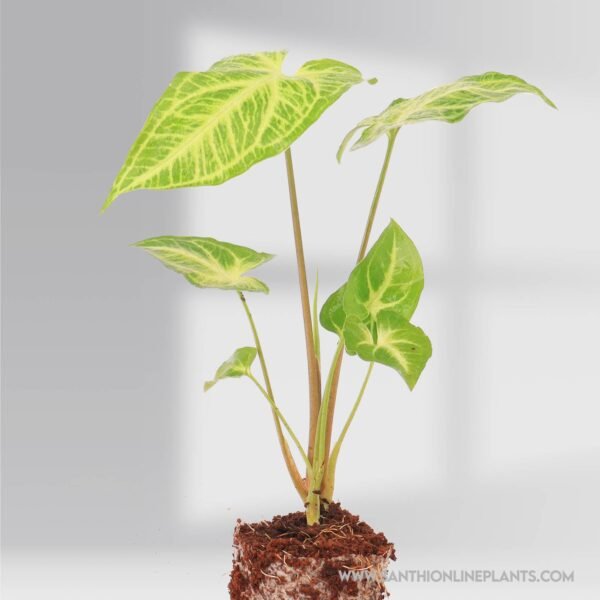 Syngonium Reticulata