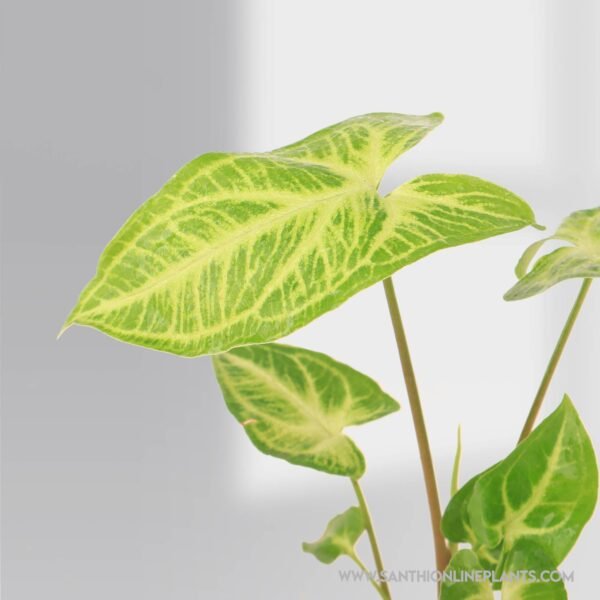 Syngonium Reticulata