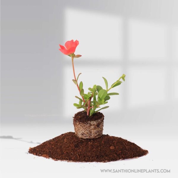 Portulaca 10'oclock Red