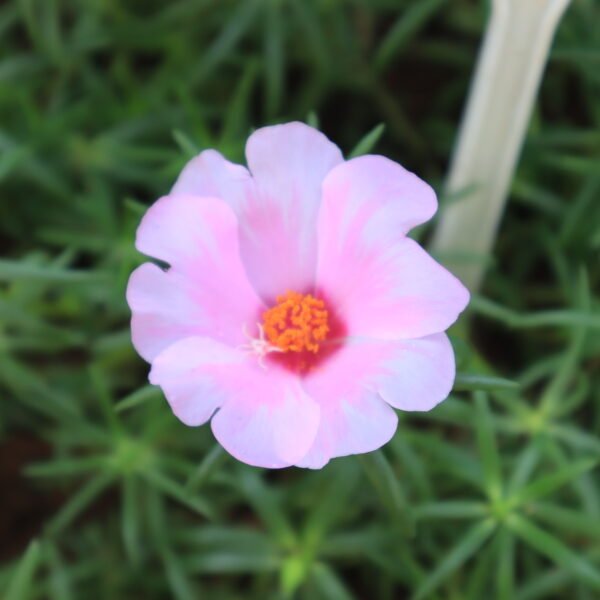 Portulaca Tiara Jumbo - Baby Pink With Light Pink Margins