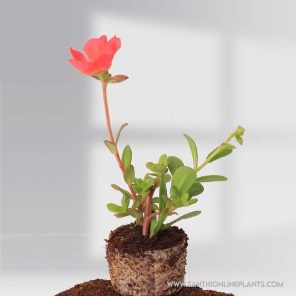 Portulaca 10'oclock Red