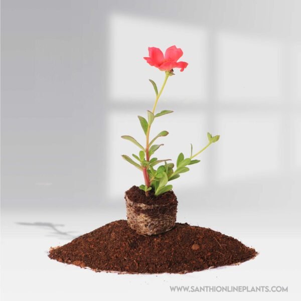 Portulaca 10'oclock Red
