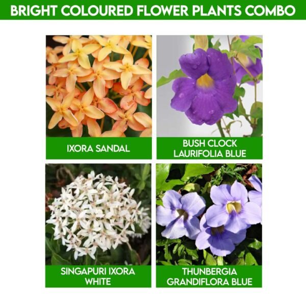 Bright Coloured Flower Plants Combo