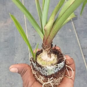 Big Size Flower Bulb Tuberose