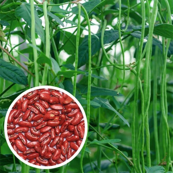 Yard Long Bean Seeds ( Green)