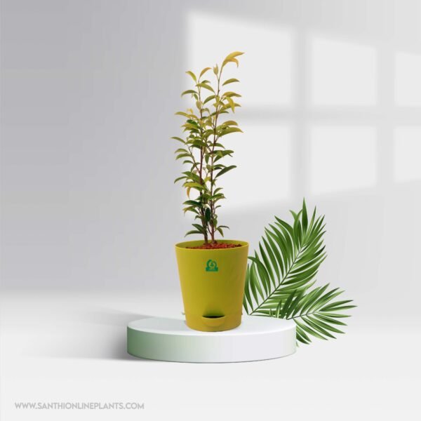Perfect Ficus Plants Combo